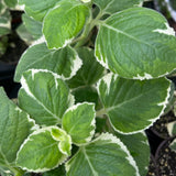 3 Variegated Cuban Plants Live, Indoor Outdoor Plant, 4-5 Inch Tall