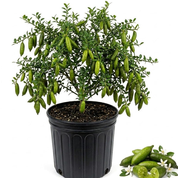 Green Finger Lime Tree Live Plant, Home Garden Plant, 1 Gallon Pot