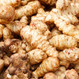 2 Lb Jerusalem Artichoke Live Tubers, Sunchoke Bulbs