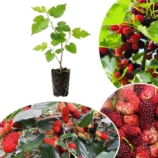 Illinois Mulberry Tree Live, Hardy Garden Plant, 4-6 Inch Tall