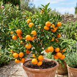 Sweet Tangerine Tree Plant Live, Well Rooted, 1-2 Ft Tall, 1 Gallon Pot