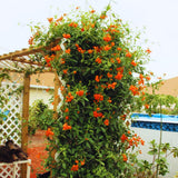 2 Orange Mexican Flame Live Plants, 4-6 Inch Tall