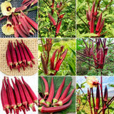 2 Red Okra Plants Live, Vegetable Start Plant for Home Garden, 4 Inc Pot