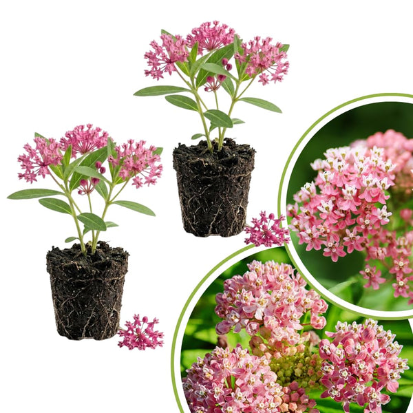 2 Pink Milkweed Live Plants, Asclepias Tuberosa, 4-6 Inch Tall