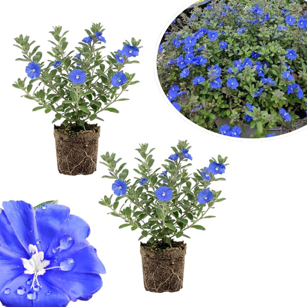 2 Evolvulus Live Plants, Flower Plant, 4-6 Inch Tall