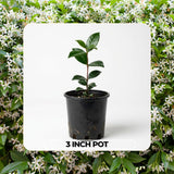 White Star Jasmine Plant Live, 10 Inch Tall, 3 Inch Pot