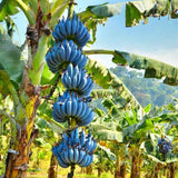 Blue Ice Cream Banana Plant Live, Sweet Fruit Banana Tree 4-7 Inch Tall