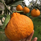 1.5 Years Old Seedless Golden Mandarin Orange Tree Live Plant, 1-2 Ft Tall