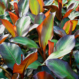 Red Foliage Banana Plant Live, Sweet Fruit Banana Tree 4-7 Inch Tall