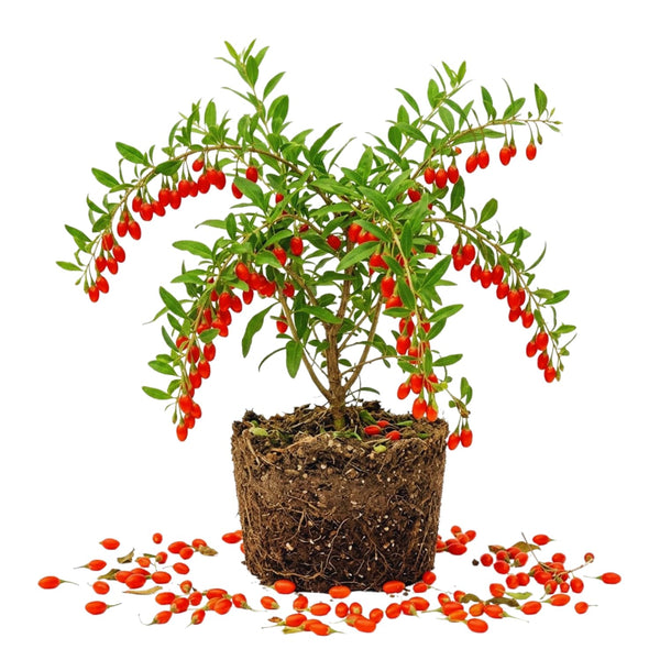 Red Goji Berry Live Plant, Starter Plant, 5-7 Inch Tall