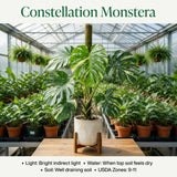 2 Variegated Monstera Live Plants, Constellation Monstera, 4-6 Inch Tall