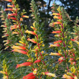2 Yellow Orange Cuphea Plant 5-7 Inch Tall