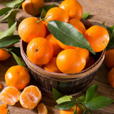 Orange Live Mandarin Plant, Home Garden Plant, 1 Gallon Pot