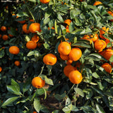 Satsuma Mandarin Live Tree, Hardy Fruit Tree, 2-3 Ft Tall