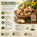 5 Jerusalem Artichoke Tubers, Raised Bed Vegetable Roots