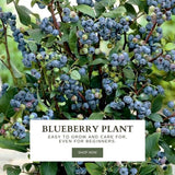 2 Biloxi Blueberry Live Plants, Container Berry Plant, 4-6 Inch Tall