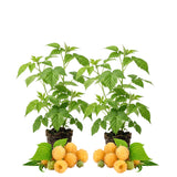 2 Yellow Live Raspberry Plants, Home Garden Plant, 4-6 Inch Tall