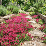 100 Red Creeping Thyme Seeds, Creeping Thyme Plants, Ground Cover Plants