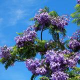Set 2 Jacaranda Tree Live Plant 8-10 Inches Tall