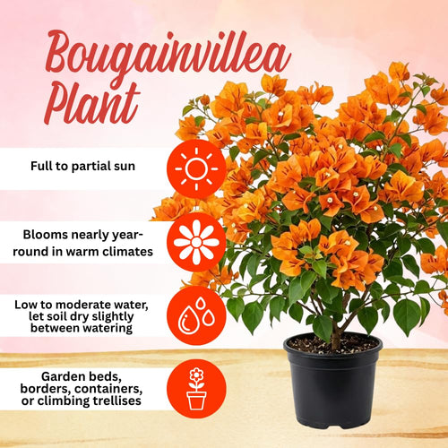 2 Orange Bougainvillea Live Plants, Garden Plant, 4-6 Inch Tall