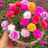 4 Mixed Portulaca Plants Live, Patio Container Plant, 3-5 Inch Tall