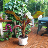 Red Foliage Banana Plant Live, Sweet Fruit Banana Tree 4-7 Inch Tall