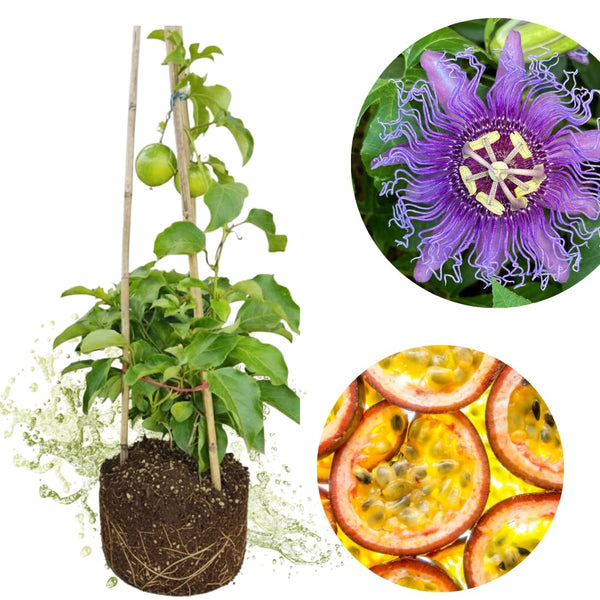 Purple Passionfruit Live Plant, Starter Plant, 4-6 Inch Tall