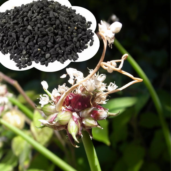 200 Egyptian Walking Onion Seeds for Planting, Garden Plant