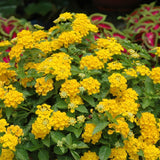 2 Chapel Hill Gold Lantana Live Plants, Lantana Flower Plant, 4-7 Inch Tall