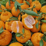 1.5 Years Old Seedless Golden Mandarin Orange Tree Live Plant, 1-2 Ft Tall