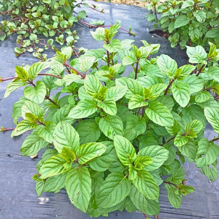 Herbs