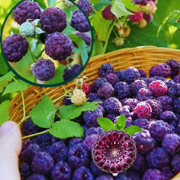 2 Glencoe Thornless Live Raspberry Plants, 4-6 Inch Tall