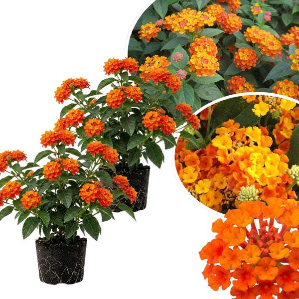 2 Bright Orange Lantana Plants Live, Lantana Flower Plant, 4-6 Inches Tall