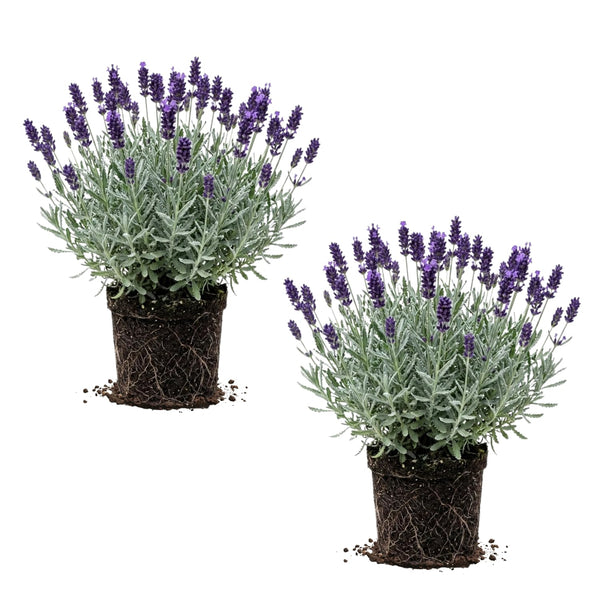 2 Creek Live Lavender Plants, Live Starter Plant, 4-7 Inch Tall