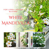 2 White Mandevilla Plants Live, Indoor Outdoor Plant, 4-6 Inch Tall