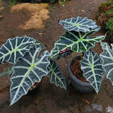 2 Dark Green Alocasia Live Plants, Alocasia Indoor Housplant, 4-6 Inch Tall