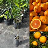 Orange Tree Plant Live, Patio Container Plant, 1-2 Ft Tall, 1 Gallon Pot