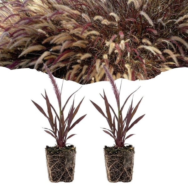 Combo 2 Red Fountain Grass Live Plants 4-6 Inch
