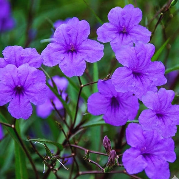 6 Purple Petunia Live Plants, Patio Container Plant, 5-7 Inch Tall