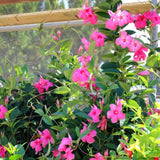 2 Pink Mandevilla Live Plants, Mandevilla Live Plant, 4-6 Inch Tall