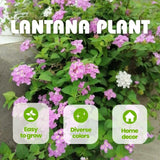 Set 2 Purple Lantana Live Plant 4-6 Inches Tall