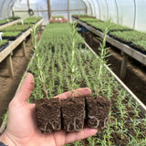 3 Rosemary Plants, Fragrant Herbs, Live Starter Plant, 4-6 Inch Tall