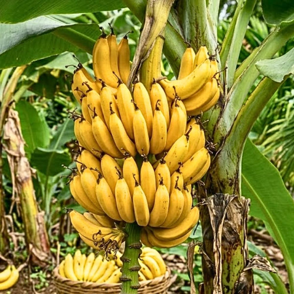 Dwarf Cavendish Banana Tree Live Plant, Home Garden Plant, 4-6 Inch Tall