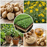 8 Oz Jerusalem Artichoke Tubers, Raised Bed Vegetable Roots