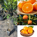 Sweet Satsuma Tree Live Plant, Fruit Plant, 1-2 Ft Tall, 1 Gallon Pot