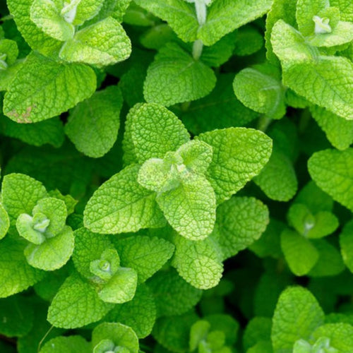 2 Apple Mint Live Plants, 4-5 Inch Tall