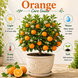 Sweet Orange Live Plant, Orange Citrus Fruit Tree, 1 Gallon Pot