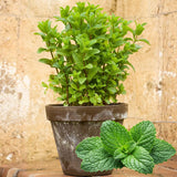 2 Spearmint Herb Live Plants, Fragrant Culinary Herb, 4-5 Inch Tall