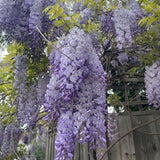 10 Purple Wisteria Seeds Climbing Flower Plant for Garden Yard and Outdoor Space