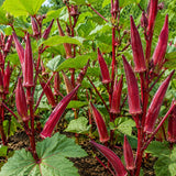 2 Red Okra Plants Live, Vegetable Start Plant for Home Garden, 4 Inc Pot